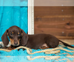 Puppy Baxter Dachshund