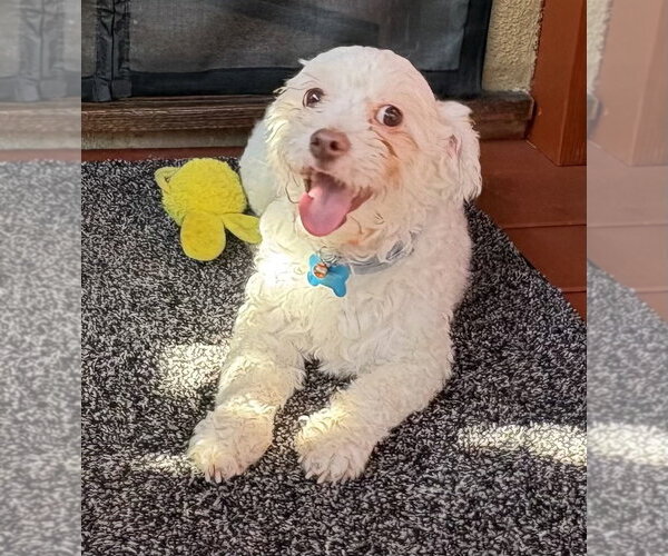Medium Photo #5 Maltipoo (Miniature) Puppy For Sale in Marina Del Rey, CA, USA
