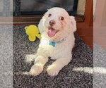 Small #4 Maltipoo (Miniature)
