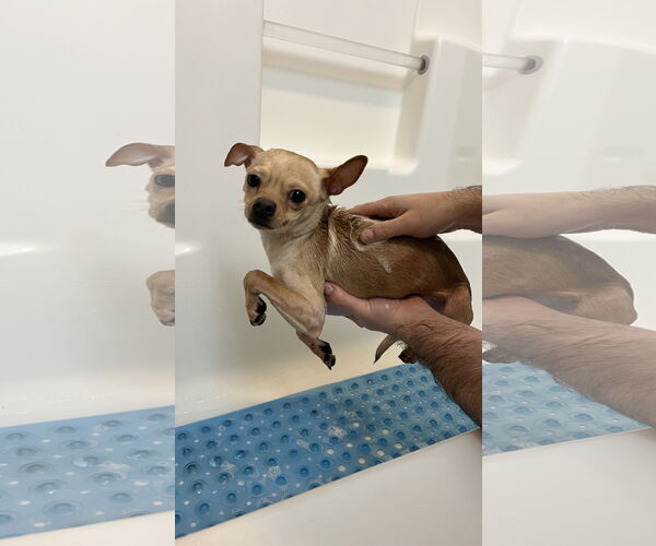 Medium Photo #2 Chihuahua-Unknown Mix Puppy For Sale in New London, WI, USA