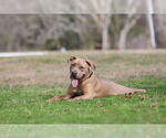 Small #9 Mutt