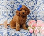Small Photo #2 Cavapoo-Poodle (Miniature) Mix Puppy For Sale in ANDREWS BRIDGE, PA, USA