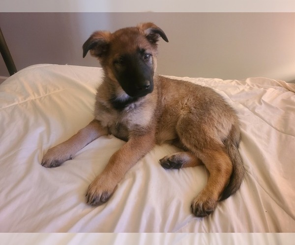 Medium Photo #1 German Shepherd Dog Puppy For Sale in MONTREAL, MO, USA