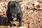 Small Photo #1 American Pit Bull Terrier Puppy For Sale in COLORADO SPRINGS, CO, USA