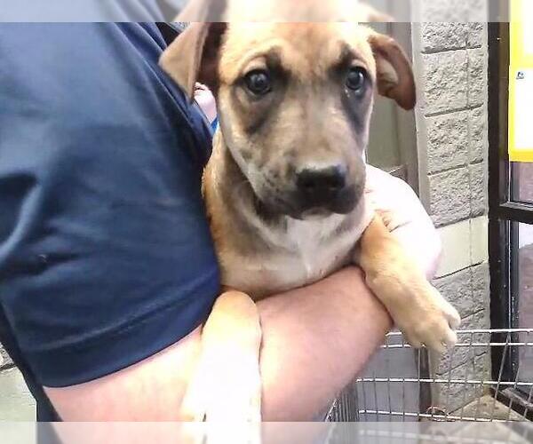 Medium Photo #1 Labrador Retriever Puppy For Sale in Tulsa, OK, USA