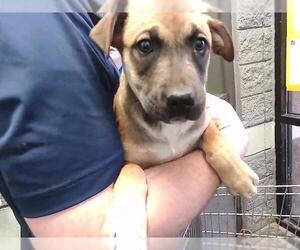 Labrador Retriever Dogs for adoption in Tulsa, OK, USA