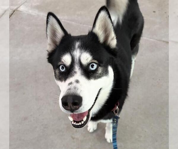 Medium Photo #1 Siberian Husky Puppy For Sale in Martinez, CA, USA