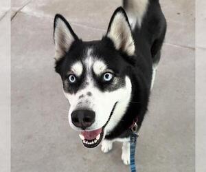 Siberian Husky Dogs for adoption in Martinez, CA, USA
