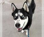 BOOTS - Male Siberian Husky Dog for Adoption - Small photo