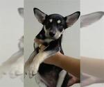 Small German Shepherd Dog Mix