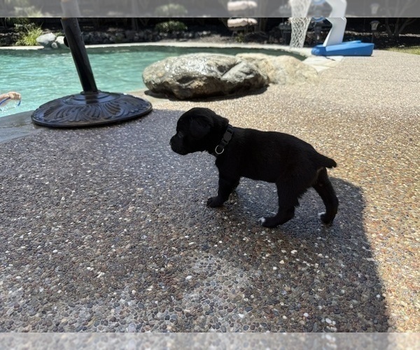 Medium Photo #3 Cane Corso Puppy For Sale in LIVERMORE, CA, USA