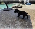 Small Photo #16 Cane Corso Puppy For Sale in LIVERMORE, CA, USA