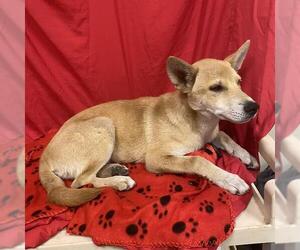 Shiba Inu-Unknown Mix Dogs for adoption in Modesto, CA, USA
