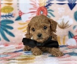 Small #3 Poodle (Toy)