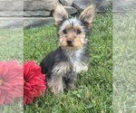 Small #3 Yorkshire Terrier