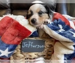 Small Photo #16 Miniature Australian Shepherd Puppy For Sale in BONNERS FERRY, ID, USA