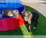 Small Photo #10 Great Dane Puppy For Sale in MARICOPA, AZ, USA