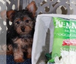 Small #3 Yorkshire Terrier