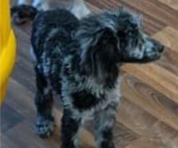 Medium Photo #1 Cavapoo (Miniature) Puppy For Sale in ALLIANCE, NE, USA