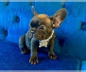 French Bulldog Puppy for sale in ATLANTA, GA, USA