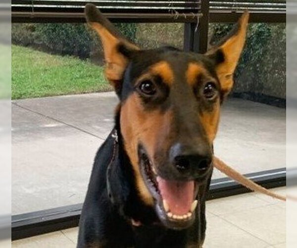 Medium Photo #21 Doberman Pinscher-German Shepherd Dog Mix Puppy For Sale in Spring, TX, USA