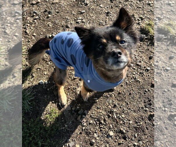 Medium Photo #1 Mutt Puppy For Sale in South Bend, IN, USA