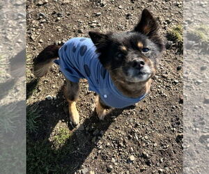 Mutt Dogs for adoption in South Bend, IN, USA