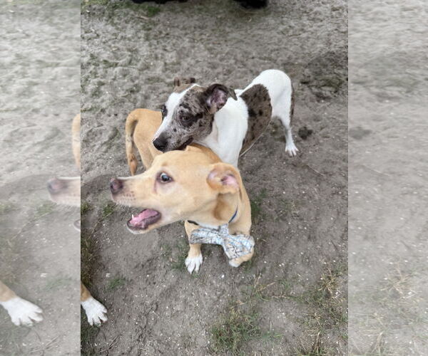 Medium Photo #8 Catahoula Leopard Dog-Labrador Retriever Mix Puppy For Sale in Sanford, FL, USA