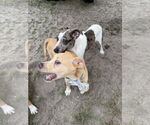 Small #7 Catahoula Leopard Dog-Labrador Retriever Mix