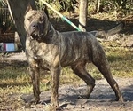 Small Photo #1 Presa Canario Puppy For Sale in WEST DEPTFORD, NJ, USA