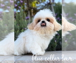 Small #4 Shih Tzu