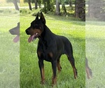 Small Photo #11 Doberman Pinscher Puppy For Sale in NEWTON, NC, USA