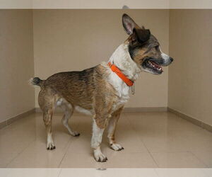 Mutt Dogs for adoption in Westwood, NJ, USA