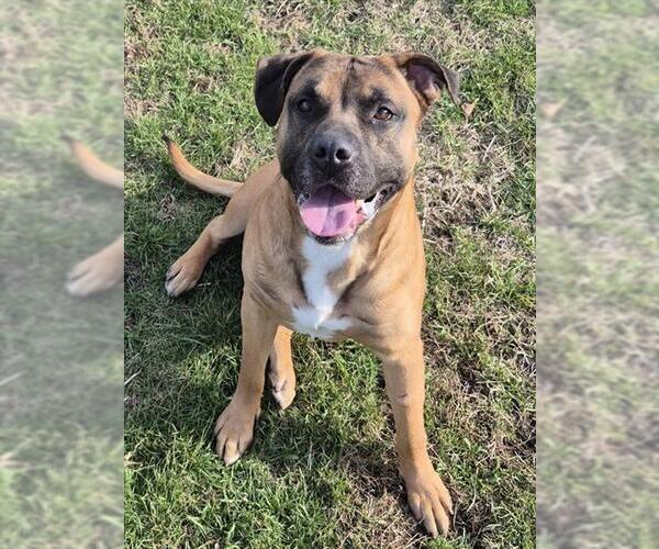 Medium Photo #2 German Shepherd Dog-Unknown Mix Puppy For Sale in Decatur, IL, USA