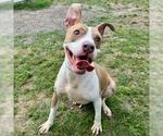 Small #1 American Staffordshire Terrier