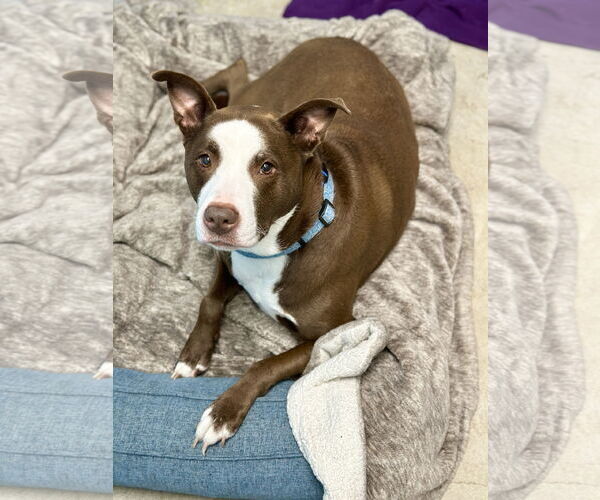 Medium Photo #29 American Pit Bull Terrier-Labrador Retriever Mix Puppy For Sale in West Cornwall, CT, USA