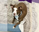 Small #28 American Pit Bull Terrier-Labrador Retriever Mix