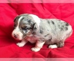 Small Photo #11 Australian Shepherd Puppy For Sale in MOUNT PULASKI, IL, USA