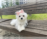 Small Photo #5 Maltese Puppy For Sale in HAYWARD, CA, USA