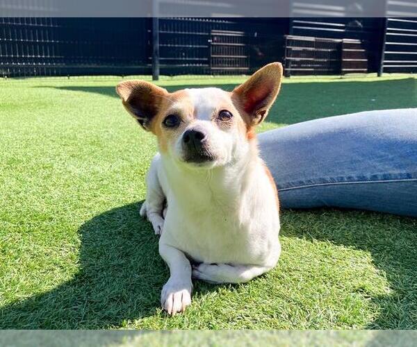 Medium Photo #1 Chihuahua Puppy For Sale in Orange, CA, USA