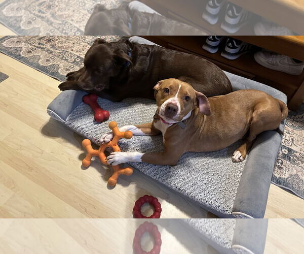 Medium Photo #2 Mutt Puppy For Sale in Woodbury, NY, USA