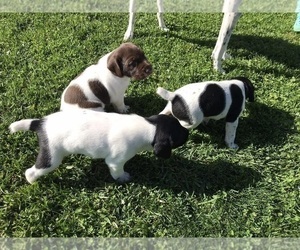 German Shorthaired Pointer Puppy for sale in STEVENS, PA, USA