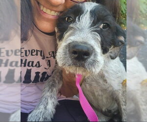 Mutt Dogs for adoption in Grafton, WI, USA