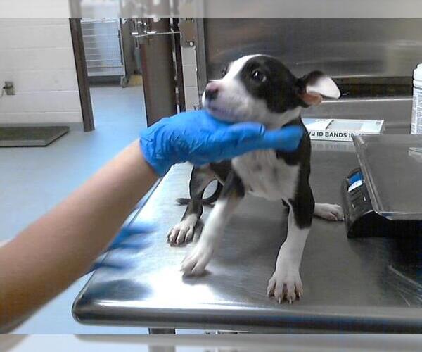 Medium Photo #1 American Pit Bull Terrier-Unknown Mix Puppy For Sale in Fayetteville, NC, USA