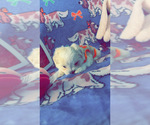 Small Photo #6 Maltese Puppy For Sale in ALTAMONTE SPRINGS, FL, USA