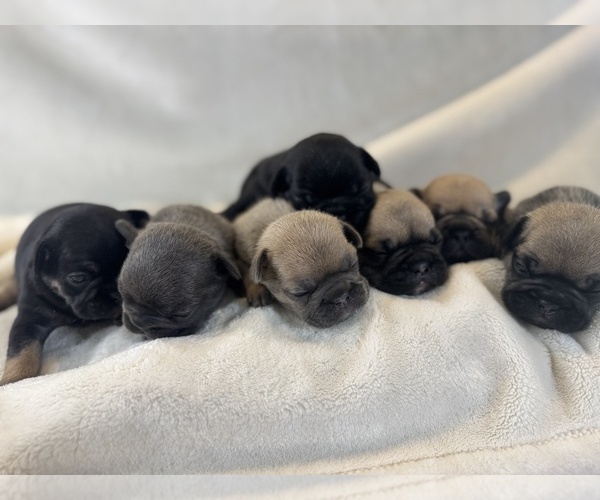 Medium Photo #1 French Bulldog Puppy For Sale in CLERMONT, FL, USA