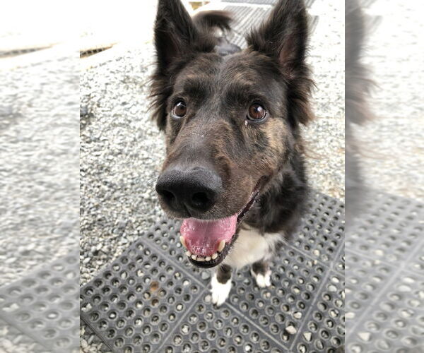 Medium Photo #1 Border Collie-Unknown Mix Puppy For Sale in Thomasville, NC, USA