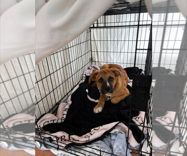 Medium Photo #4 Boxer-Unknown Mix Puppy For Sale in Salt Lake City, UT, USA