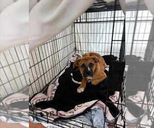Arch - Male Boxer-Unknown Mix Dog for Adoption - Photo #4