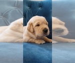 Puppy Puppy 1 Golden Retriever